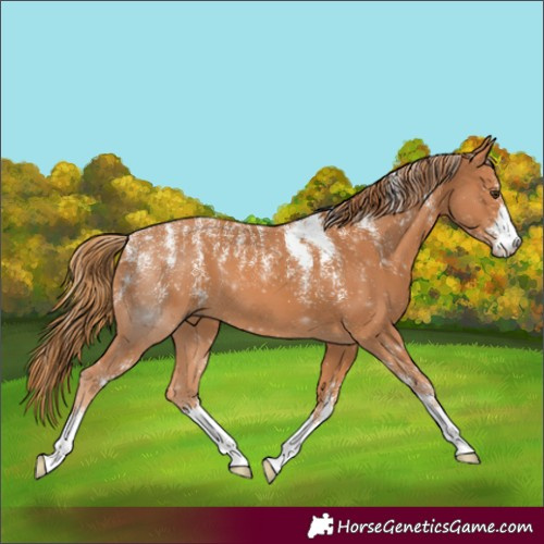 Horse Color:Powder White Chestnut 