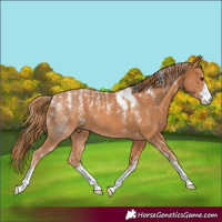 Horse Color:Powder White Chestnut 