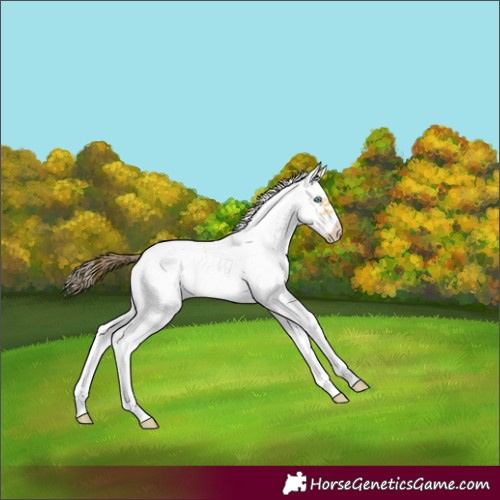 Horse Color:White Spotted Amber Cream Champagne Frame Rabicano 
