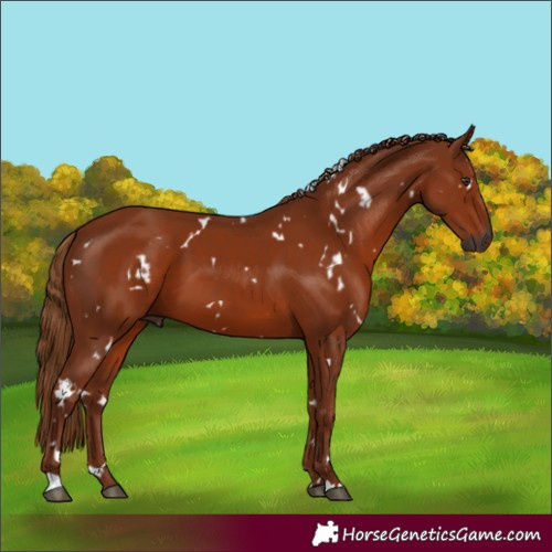 Horse Color:Gray White Spotted Chestnut 