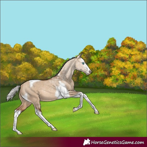 Horse Color:Silver Brown Dun Sabino Splash Tobiano Rabicano 