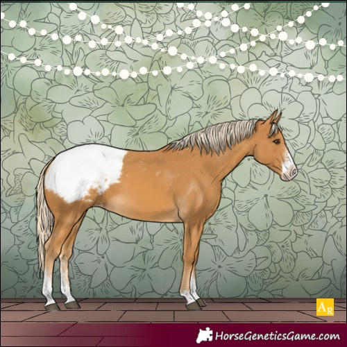 Horse Color:Palomino Sabino Appaloosa 