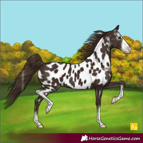Horse Color:Liver Chestnut Sabino Appaloosa