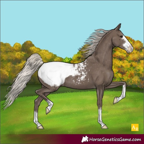 Horse Color:Silver Black Appaloosa 