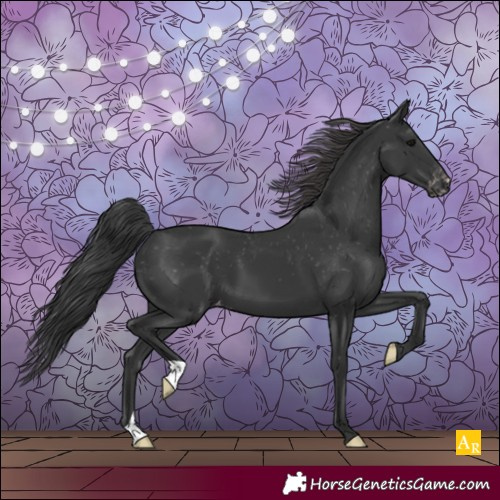 Horse Color:Black Appaloosa