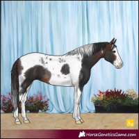 Horse Color:Brown Splash Tobiano Rabicano