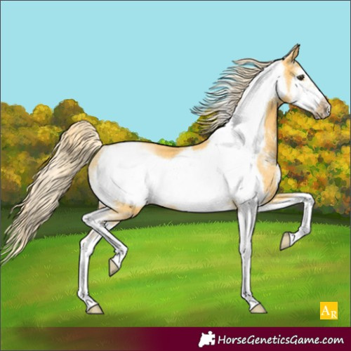 Horse Color:Palomino Sabino Frame Rabicano 