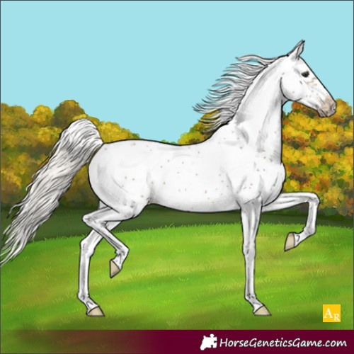 Horse Color:Silver Buckskin Sabino Frame 