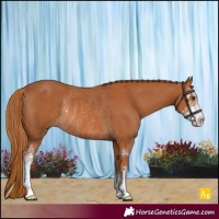 Horse Color:Chestnut Sabino Rabicano 