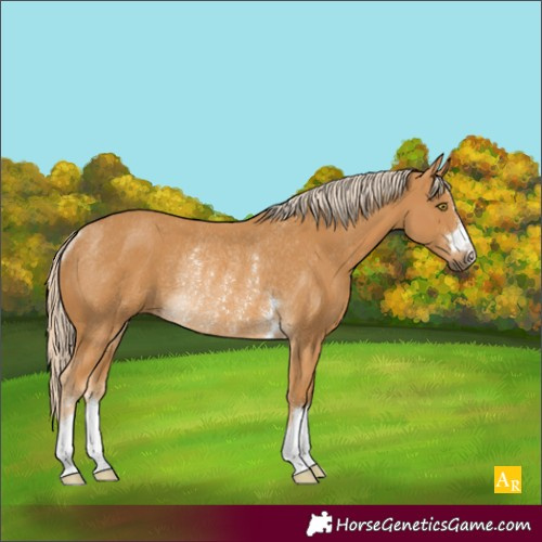 Horse Color:Palomino Rabicano 