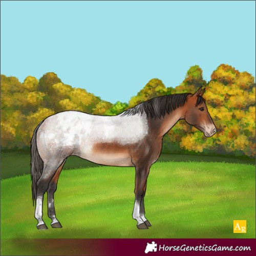 Horse Color:Bay Tobiano Appaloosa 