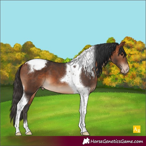 Horse Color:Bay Tobiano Appaloosa 