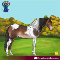 Horse Color:Bay Tobiano Appaloosa 