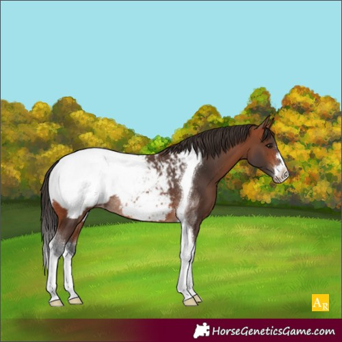 Horse Color:Bay Tobiano Appaloosa Rabicano 