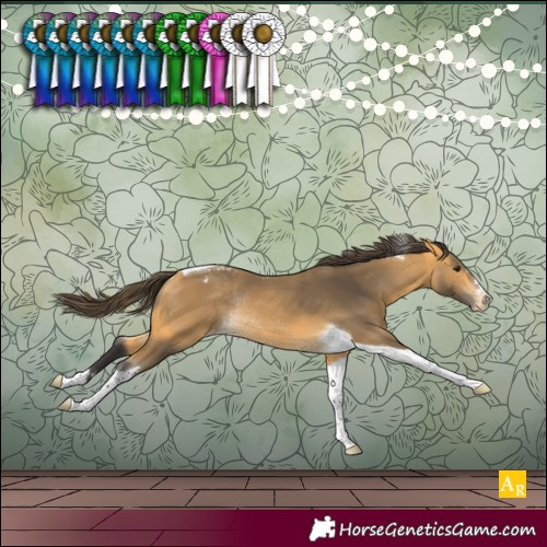 Horse Color:Buckskin Tobiano Snowcap Rabicano 