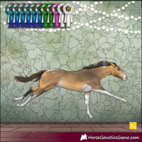 Horse Color:Buckskin Tobiano Snowcap Rabicano