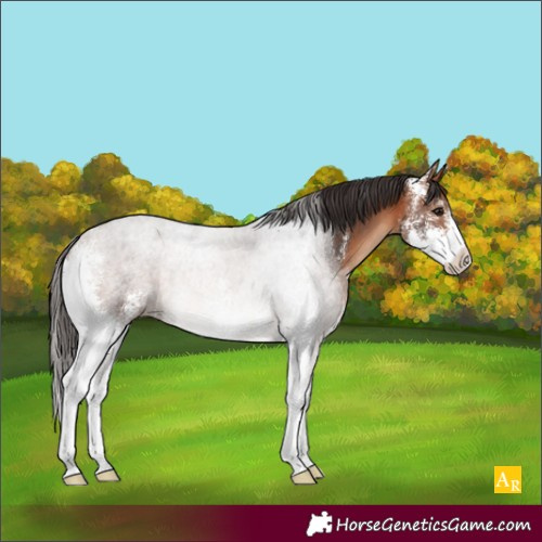 Horse Color:Bay Sabino 