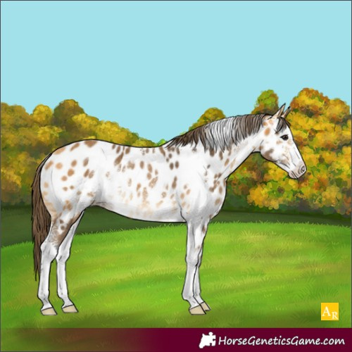 Horse Color:Buckskin Sabino Appaloosa Rabicano