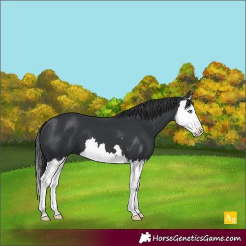 Horse Color:Black Splash 