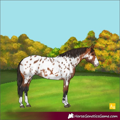 Horse Color:Bay Appaloosa 