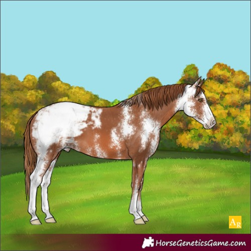 Horse Color:Chestnut Sabino Appaloosa