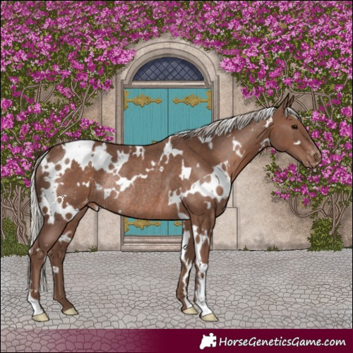Horse Color:White Spotted Silver Black Appaloosa Rabicano 