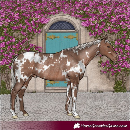 Horse Color:White Spotted Silver Black Varnish Rabicano 