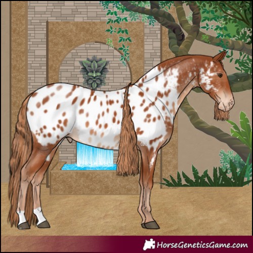 Horse Color:Chestnut Appaloosa