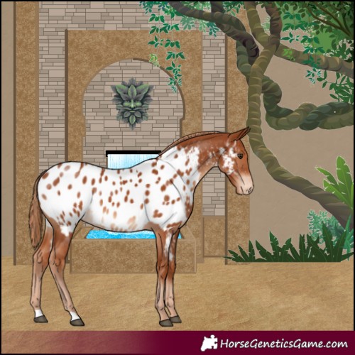 Horse Color:Chestnut Appaloosa