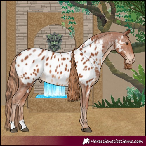 Horse Color:Chestnut Blanket 
