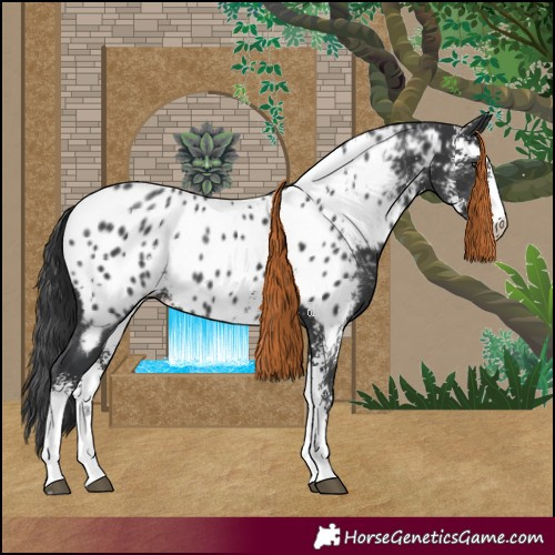 Horse Color:Black Sabino Appaloosa 