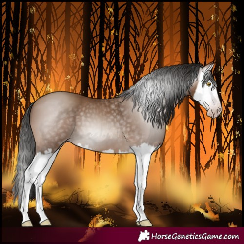 Horse Color:Gray Amber Champagne Splash 