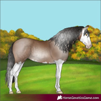 Horse Color:Gray Amber Champagne Splash