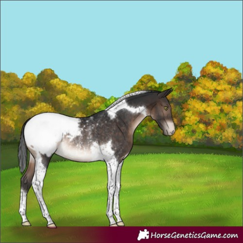 Horse Color:Brown Tobiano Appaloosa Rabicano 