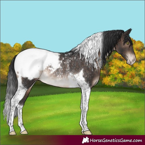 Horse Color:Brown Tobiano Appaloosa Rabicano 
