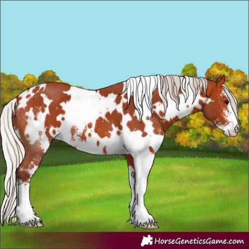 Horse Color:White Spotted Chocolate Silver Bay Sabino 