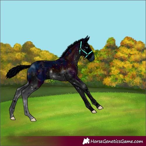 Horse Color:ERROR: UNKNOWN ANOMALY