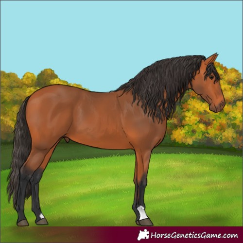 Horse Color:Bay 