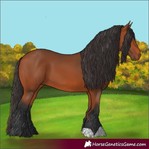 Horse Color:Bay 