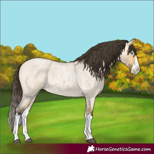 Horse Color:Buckskin Roan Dun Splash 