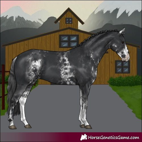 Horse Color:White Spotted Black 