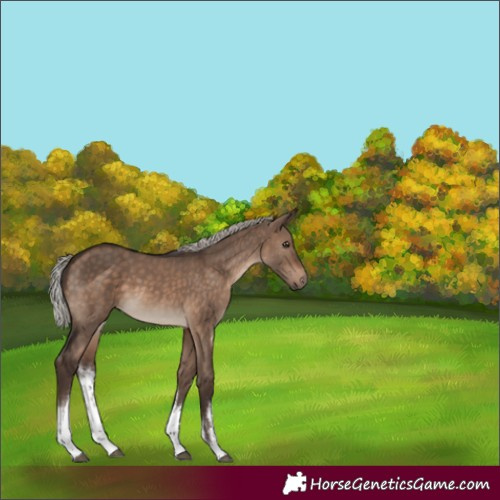 Horse Color:White Spotted Silver Brown Dun