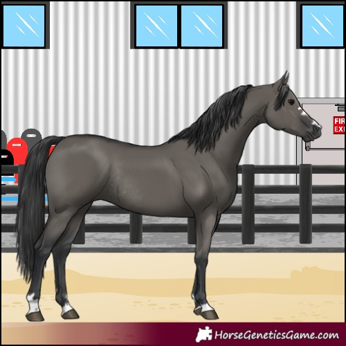 Horse Color:Grullo Rabicano 