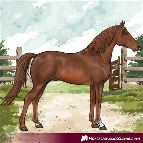 Horse Color:Chestnut 