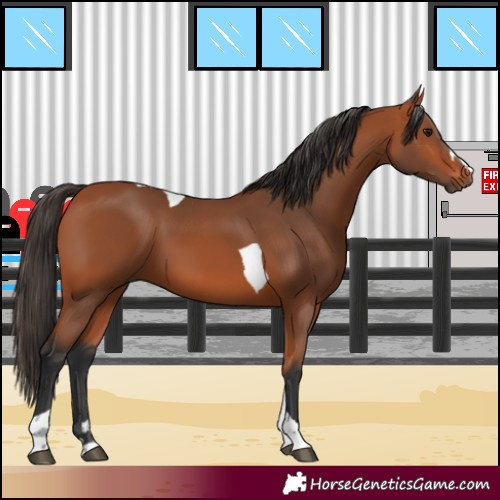 Horse Color:Bay Tobiano 