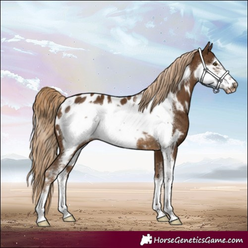 Horse Color:Chocolate Palomino Sabino Frame Appaloosa Rabicano 