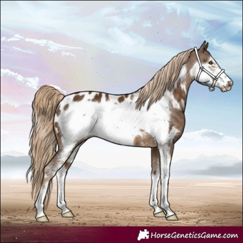 Horse Color:Chocolate Palomino Sabino Frame Appaloosa Rabicano 