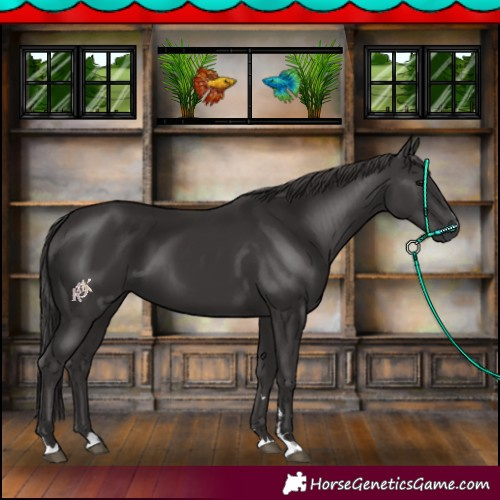 Horse Color:Smoky Black 