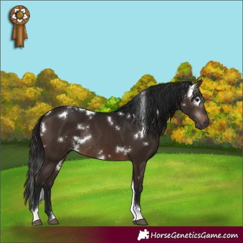 Horse Color:Gray White Spotted Bay Tobiano Rabicano 