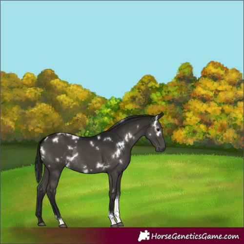 Horse Color:Gray White Spotted Black Tobiano Rabicano